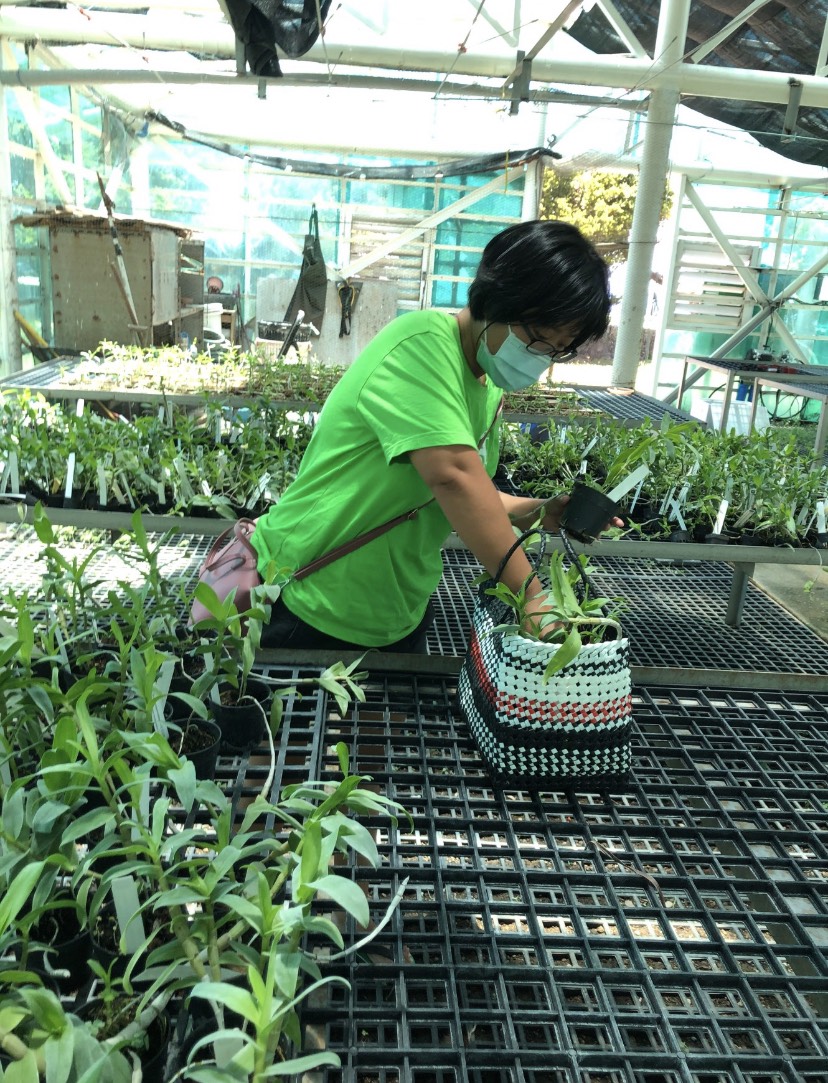 台電於計畫期間持續與蘭嶼在地密切互動，建立蘭花認養機制，已有上百位個人及團體熱烈響應認養。