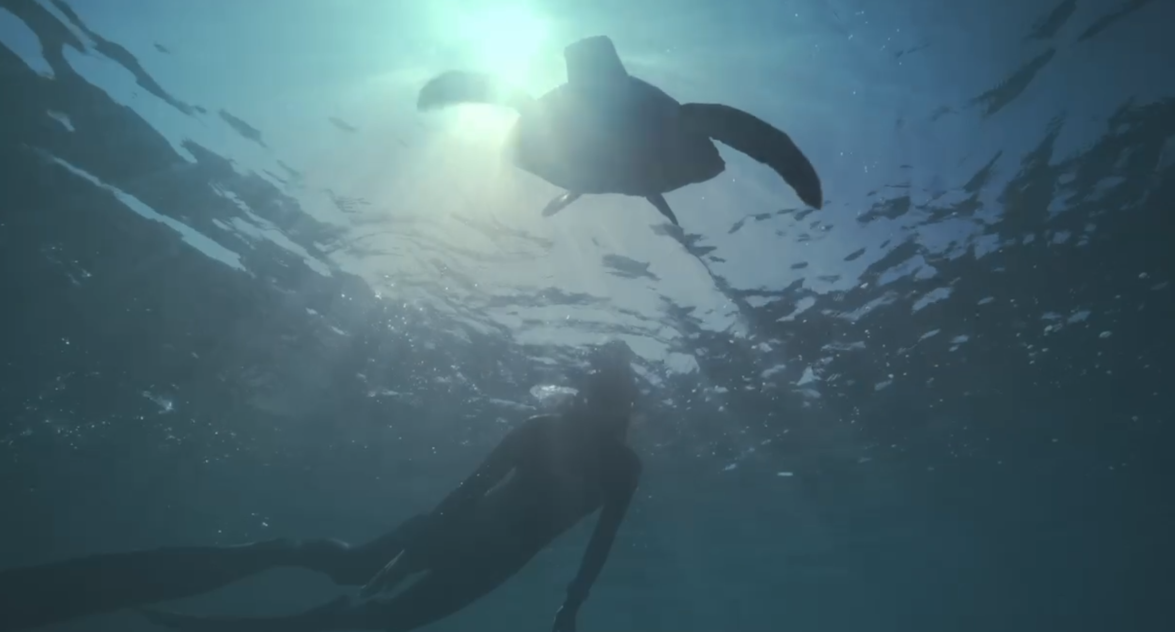 圖說：台電8月21日委託潛水團隊於核三排水口進行水下攝影，仍有觀察到海龜等海洋生物。