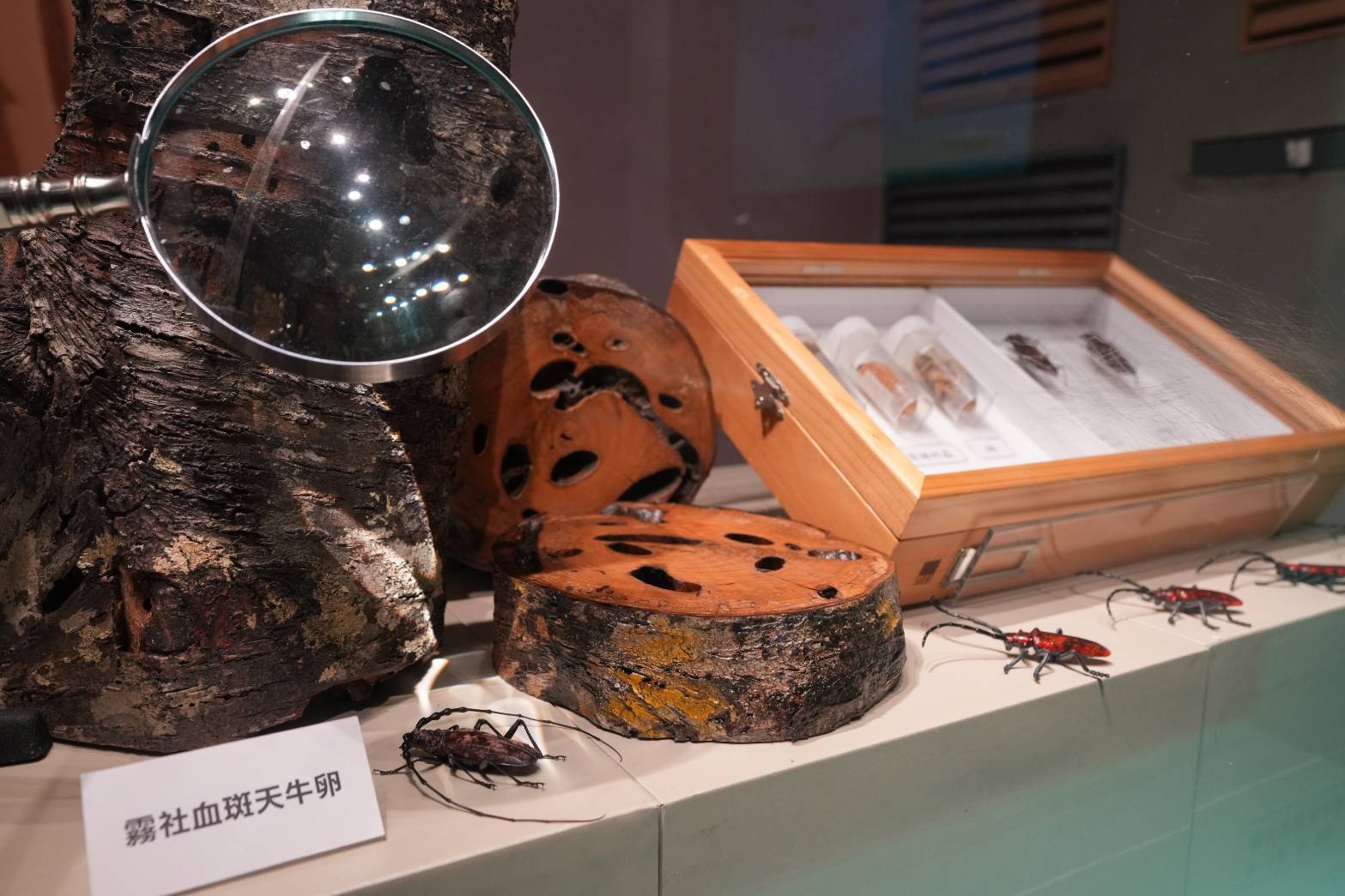 Specimens and virtual reality models were specially transported to the exhibition site, allowing visitors to observe these rare and precious species up close.